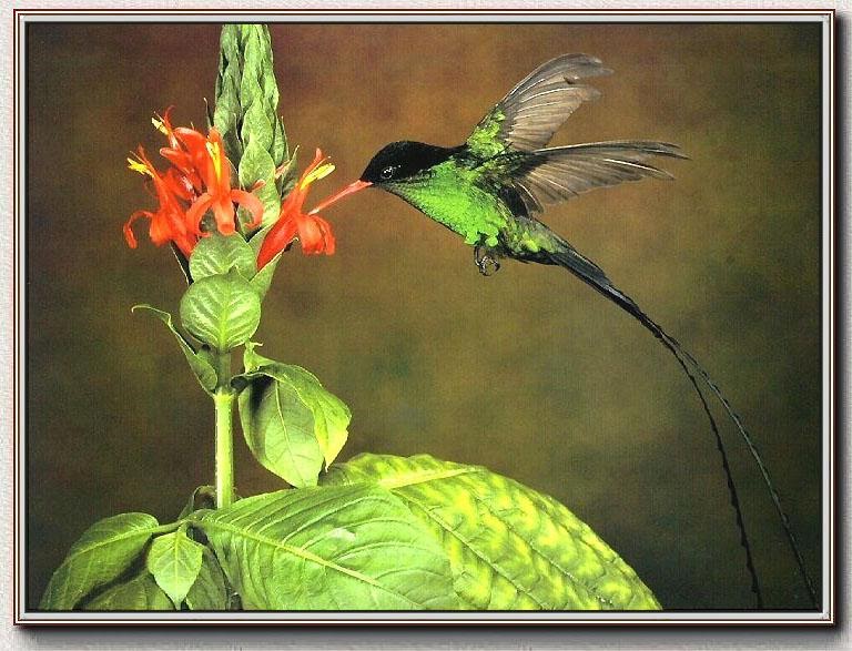 Sidewalk Doctor Doctor Bird 45's Vol 2