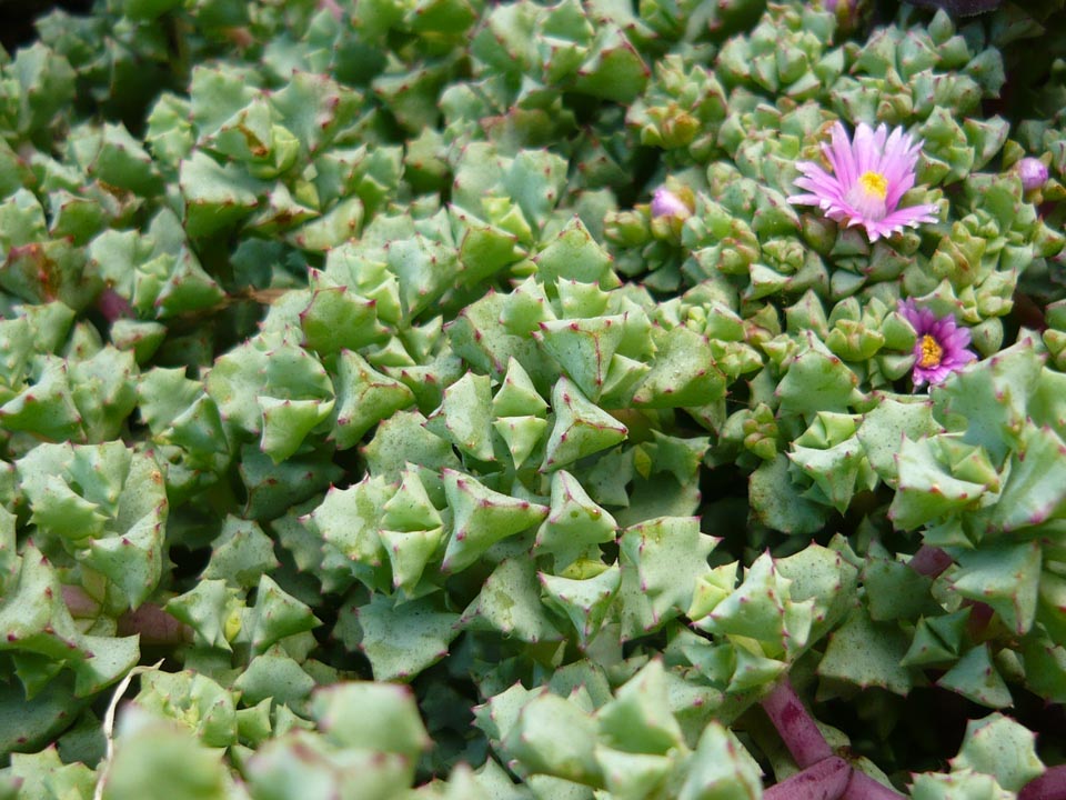 Holiday travel tips and experiences Los Angeles Plants Holiday travel tips and experiences Los Angeles Plants