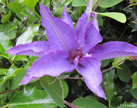 Clematis