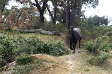Passeios a cavalo