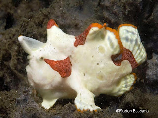 antennarius maculatus Antennarius%2520maculatus,%2520Clown%2520anglerfish