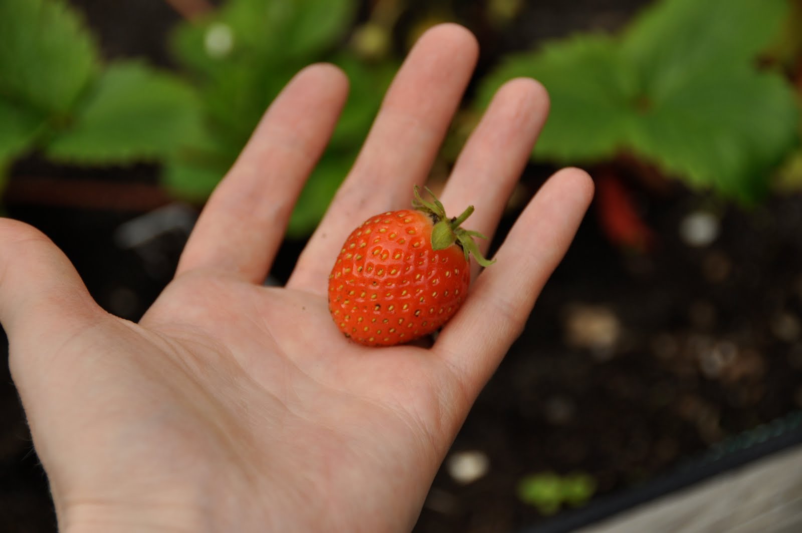 Northern Exposure Gardening Day Neutral Strawberries and the Lonely Rose