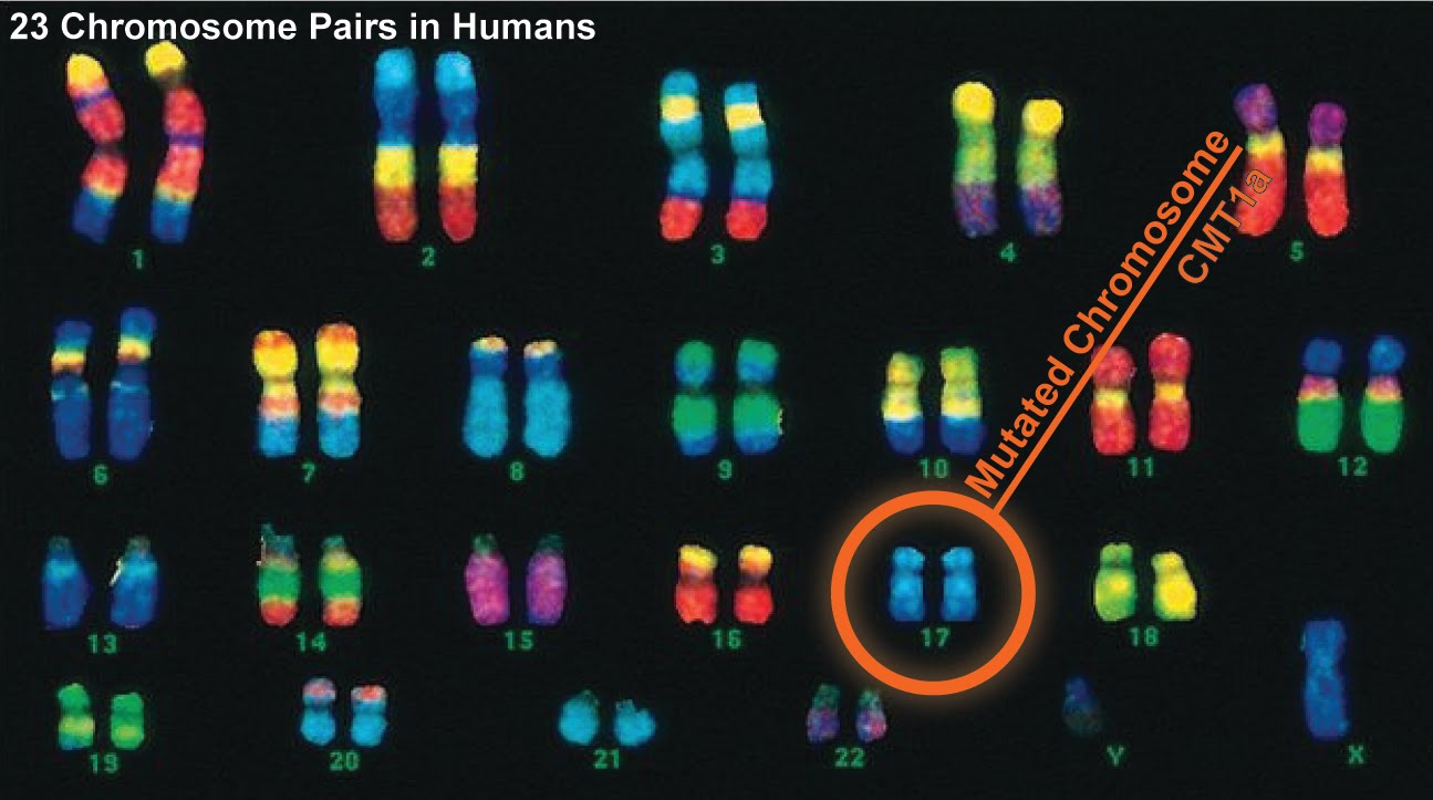 Chromosome Number 7