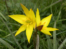 Tulipa Australis del Montseny