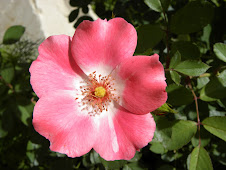 Rosa canina d'Utah