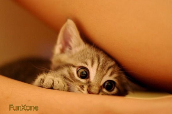 funny kitten pictures. Funny Kittens