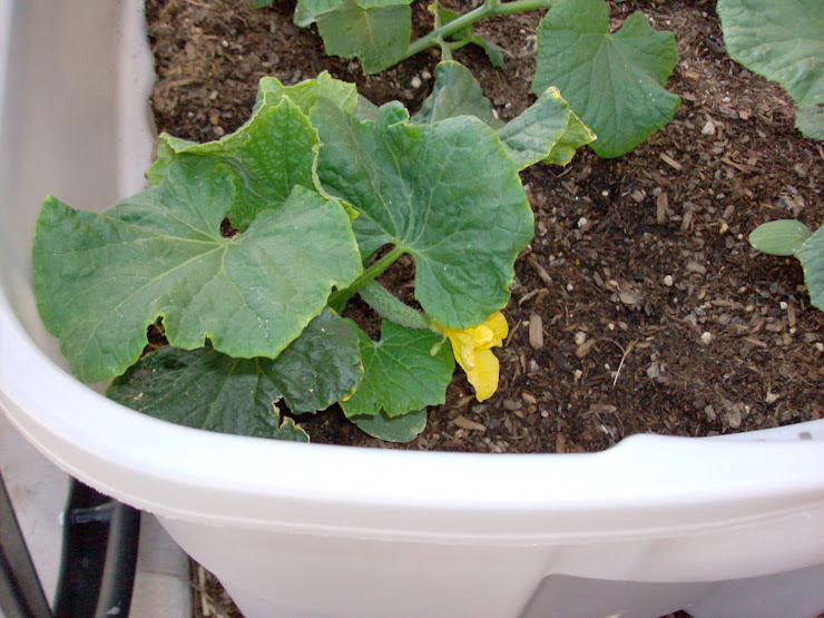 A CUCUMBER BLOOMING