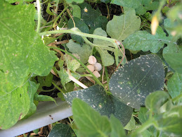Good Grief: the black widow spider eggs invading my garden ....
