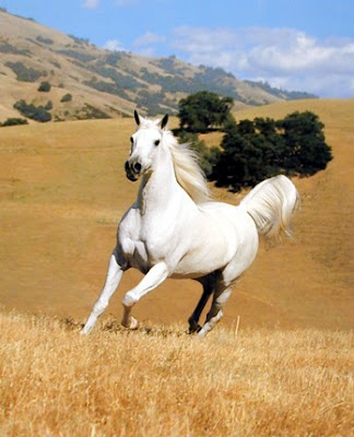 http://1.bp.blogspot.com/_7HqJ-YBEOqA/SMGclyWasVI/AAAAAAAAAVM/v4SkSmHEkYU/s400/15+-+horse.jpg