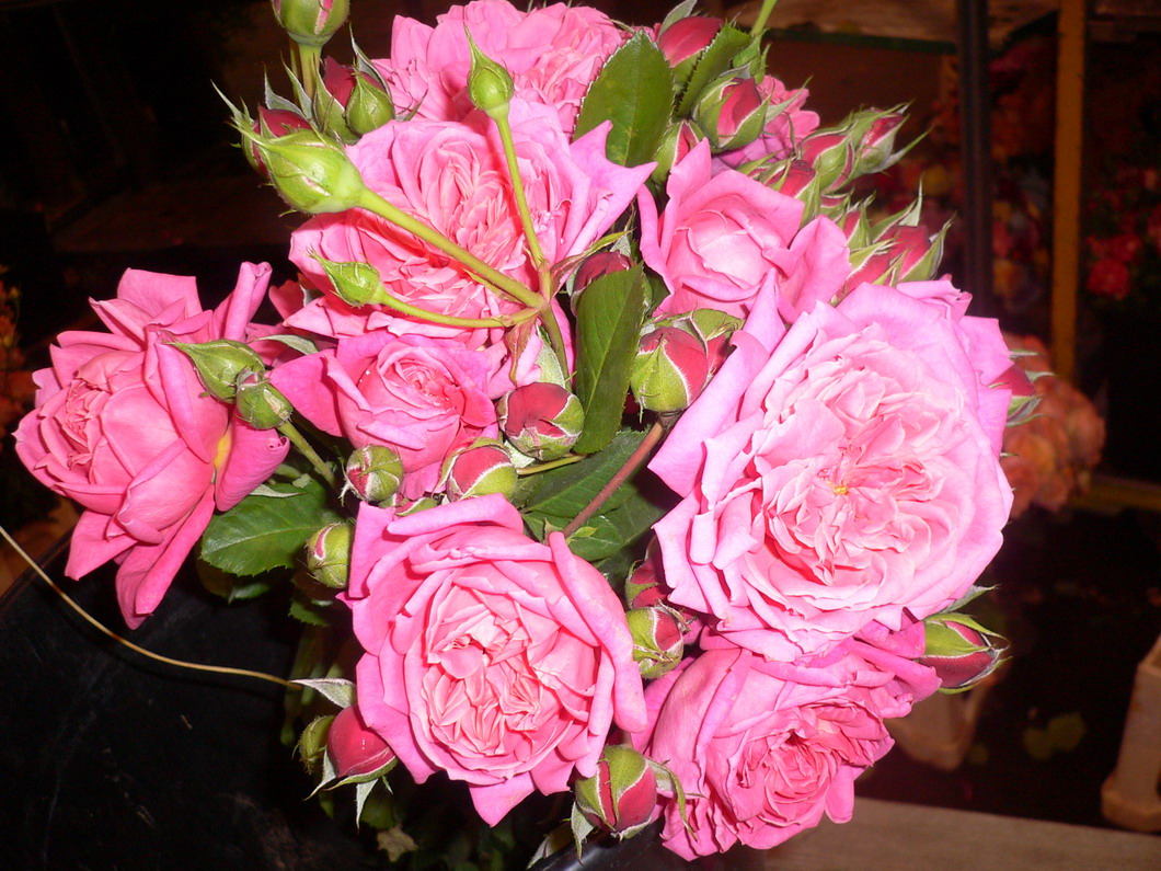 Bloom In Stone Fleurs Sauvages Fleurs Rares Belles Fleurs