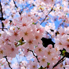 Keindahan Sakura