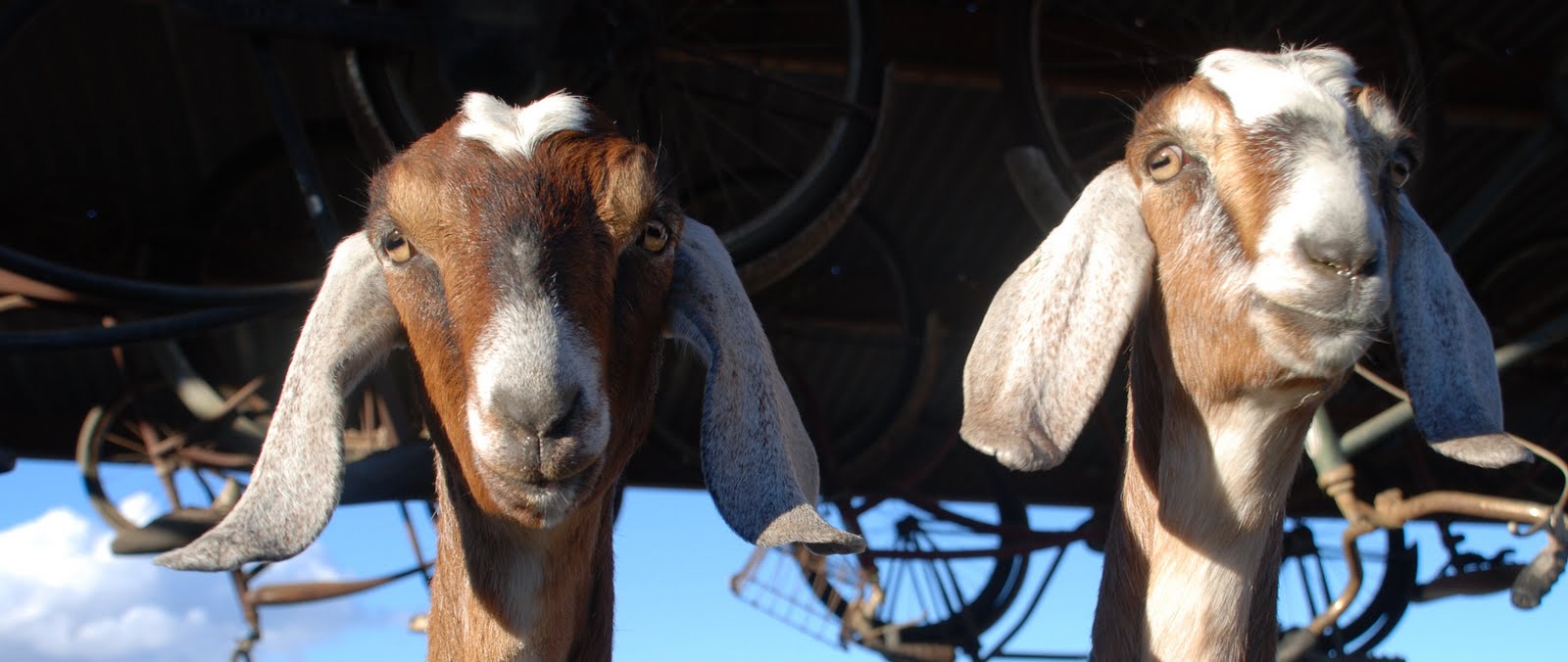 [goat+girls.jpg]