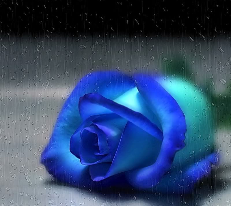 as you know, i love blue roses.