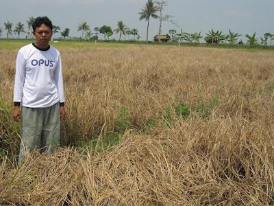 Gagal Panen