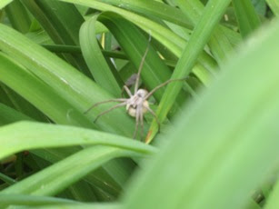 The Balcony Garden: Spiders