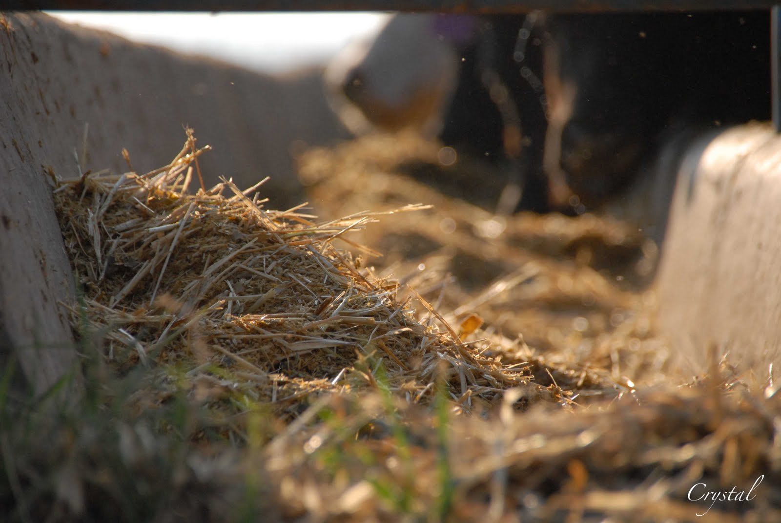 Crystal Cattle This is how we feed the world