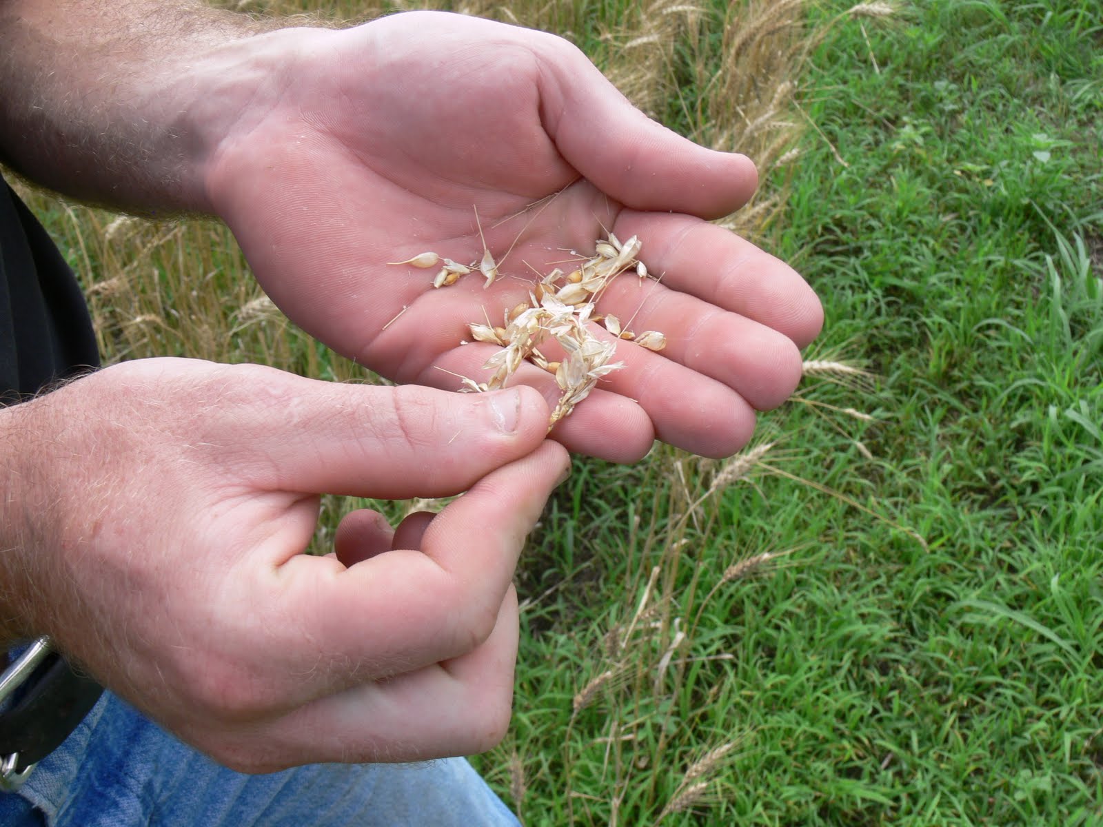 Dougintology How to tell when to harvest the wheat
