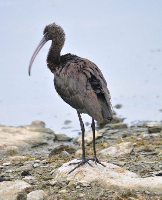 glossy ibis