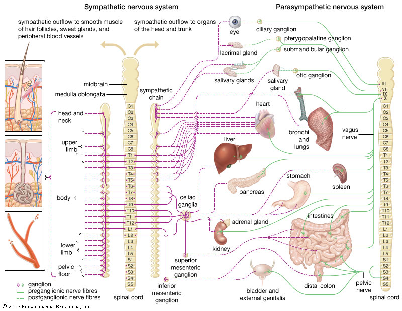 nerver system