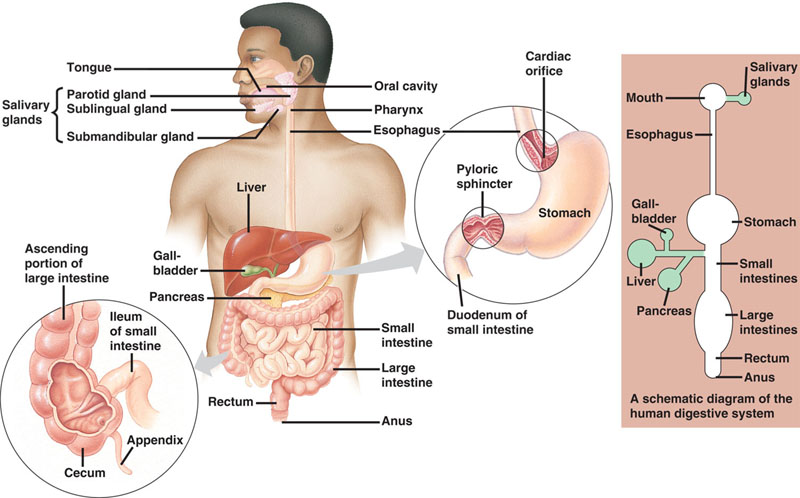 digestive system diagram to digestive system diagram to label. digestive system diagram to