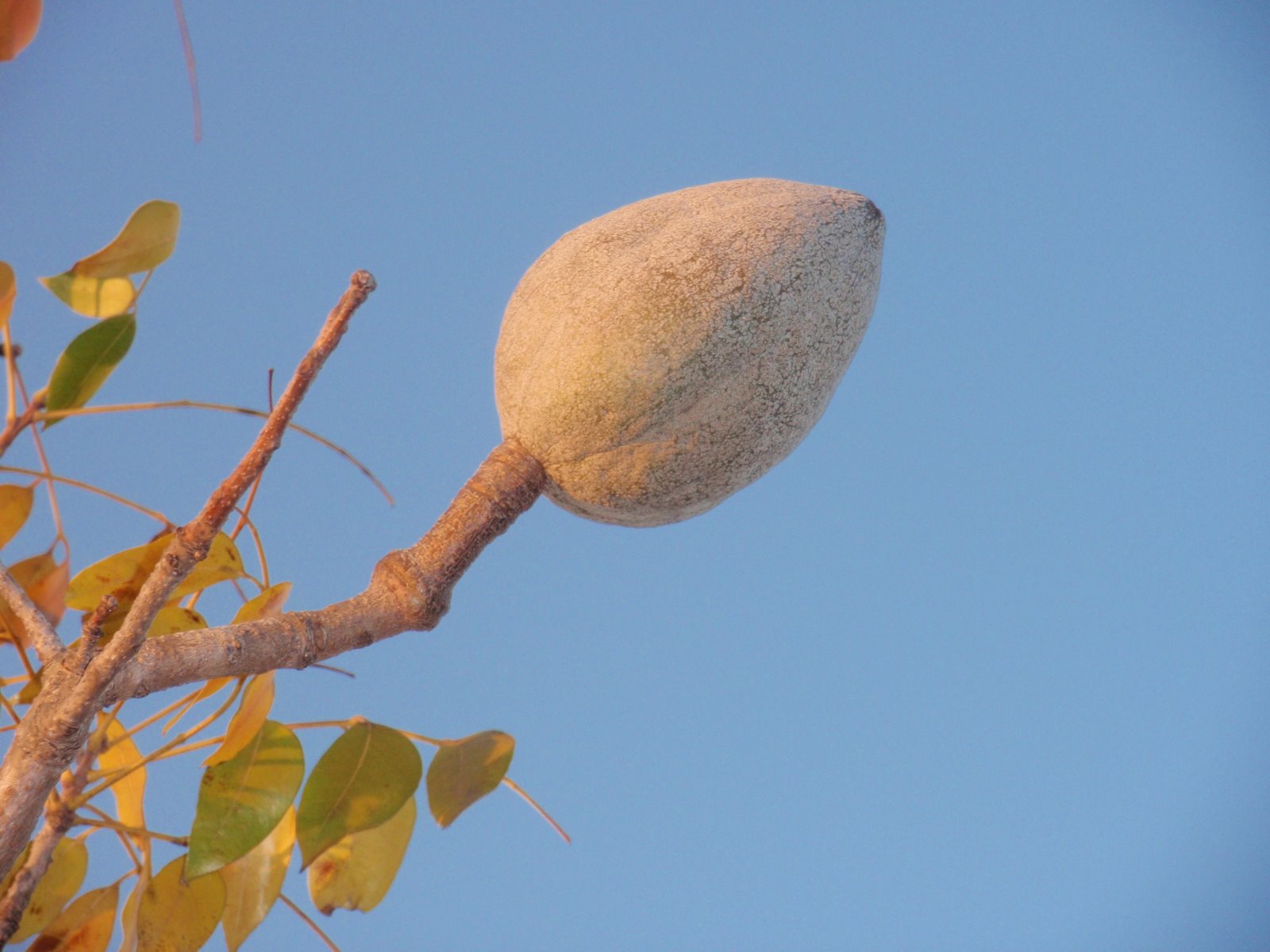 South Florida Gardening Blog: Mahogany (Swietenia mahagoni)