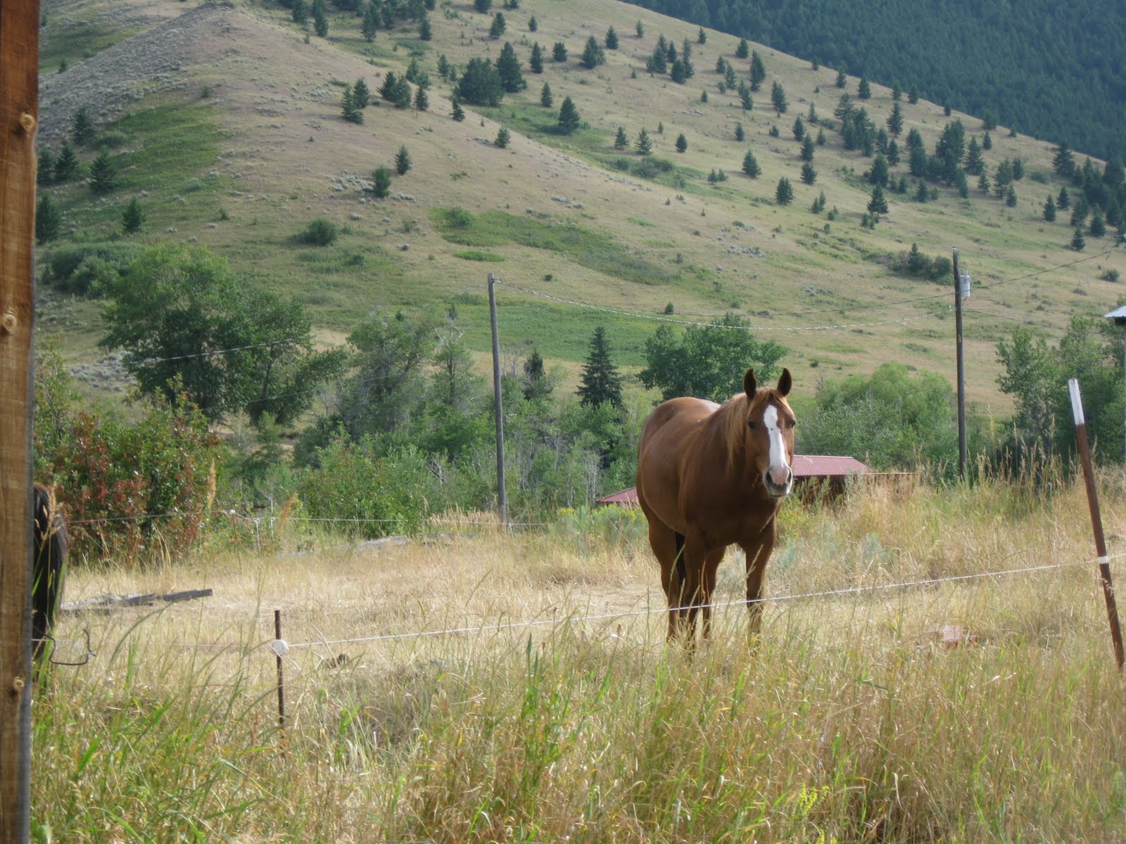 The Mons Pony, Montana
