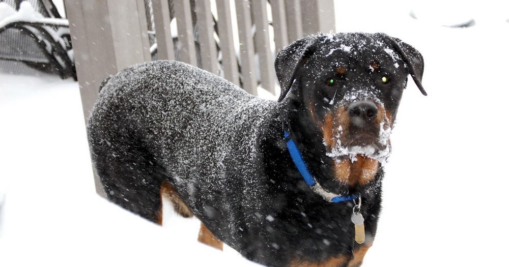 Living with Rottweilers Scenes of Winter with our Rottweilers