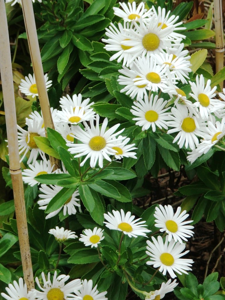 Hort Blog Montauk Daisies, Nippon Daisy… Nipponanthemum nipponicum