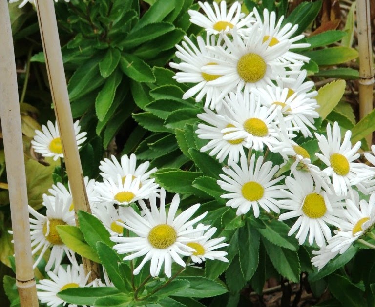 Hort Blog Montauk Daisies, Nippon Daisy… Nipponanthemum nipponicum