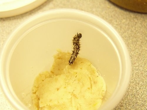 [caterpillar.jpg]