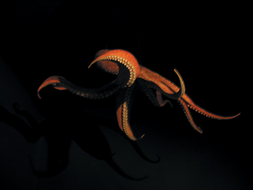 [octapusmuseum.jpg]