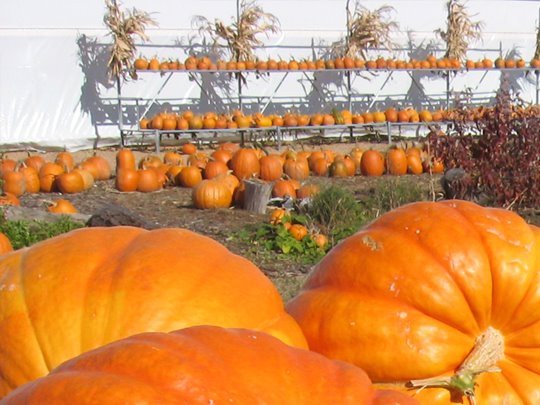 [pumpkins.jpg]