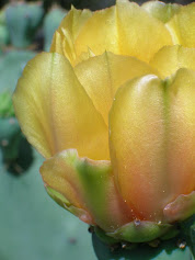 Cactus Flower
