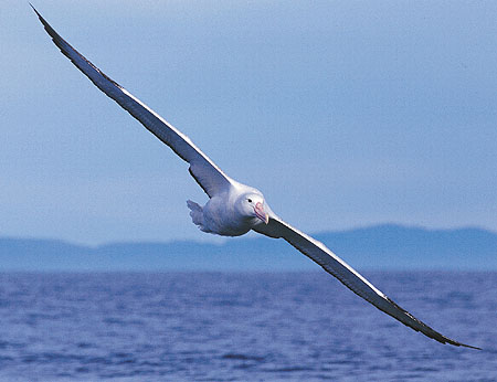 [AlbatrossRoyal_20Wingtip.jpg]