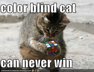 [funny-pictures-color-blind-cat-rubiks-cube.jpg]