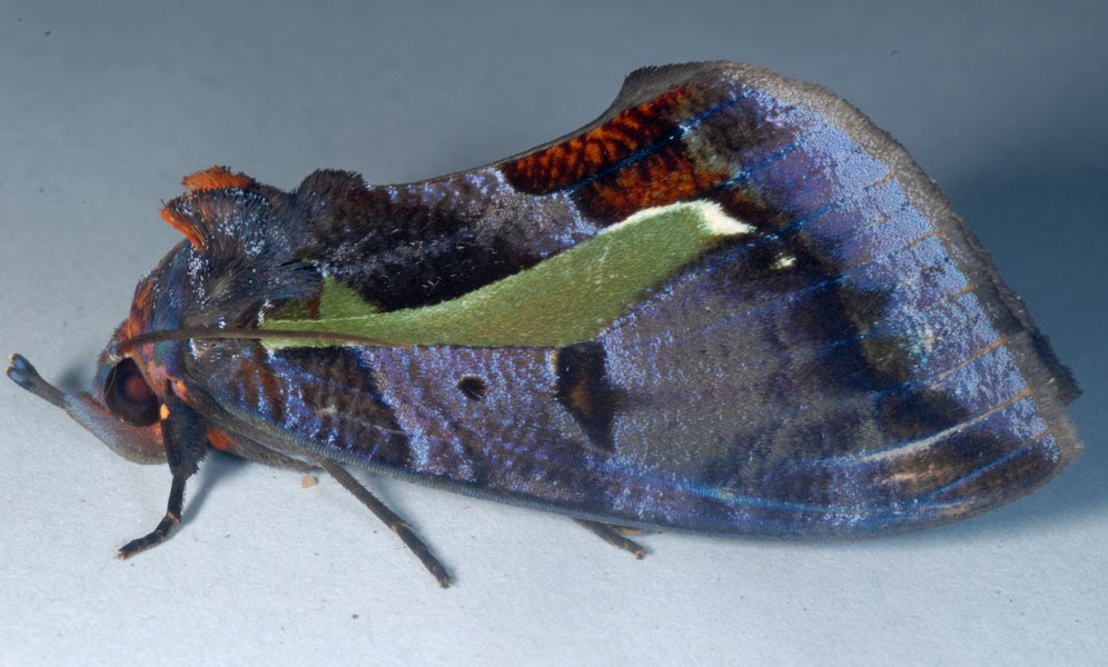 A Snail's Eye View Shiny!