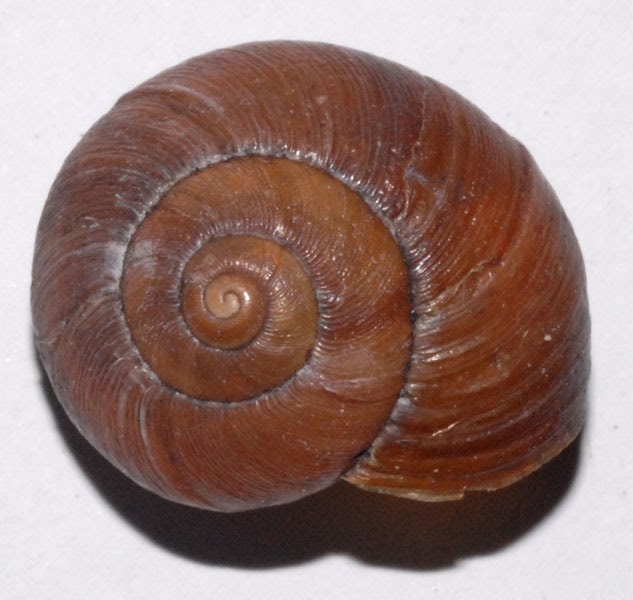 A Snail's Eye View The Hannibal Lecter snails