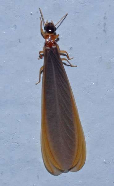 Termite Flies