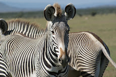 Zebras are Beautiful