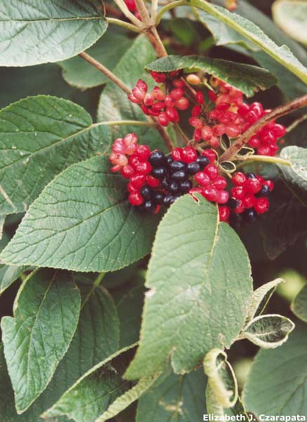 Mosi Outside Walter S Viburnum