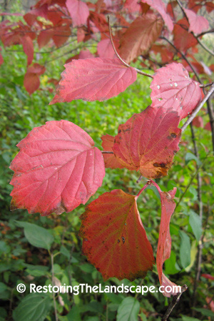 Xtremehorticulture Of The Desert Viburnum Leaf Browning Probably