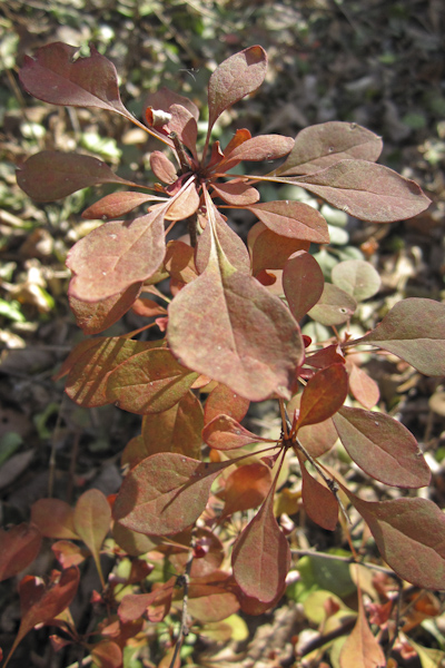 Using Georgia Native Plants Serviceberry A Tree For You And The