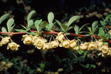 Gardening Granny S Gardening Pages Barberry