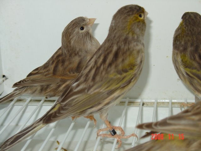 [DSC04930.JPG]