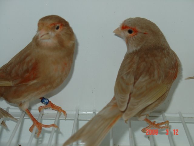 [FEMEAS+marÃ§o+2009+044.jpg]