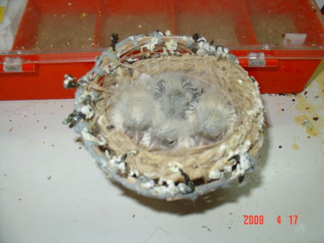 [FOTO+CANARIOS+COM+10+DIAS+055.jpg]