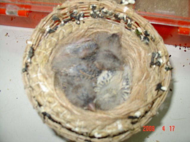 [FOTO+CANARIOS+COM+10+DIAS+083.jpg]