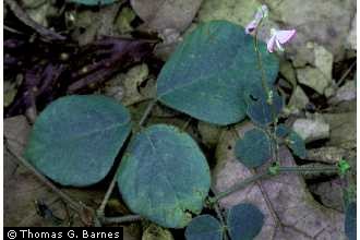 [desmodium+2.jpg]