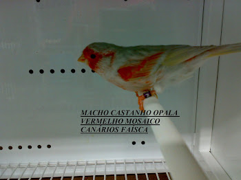 MACHO CASTANHO OPALA VERMELHO MOSAICO