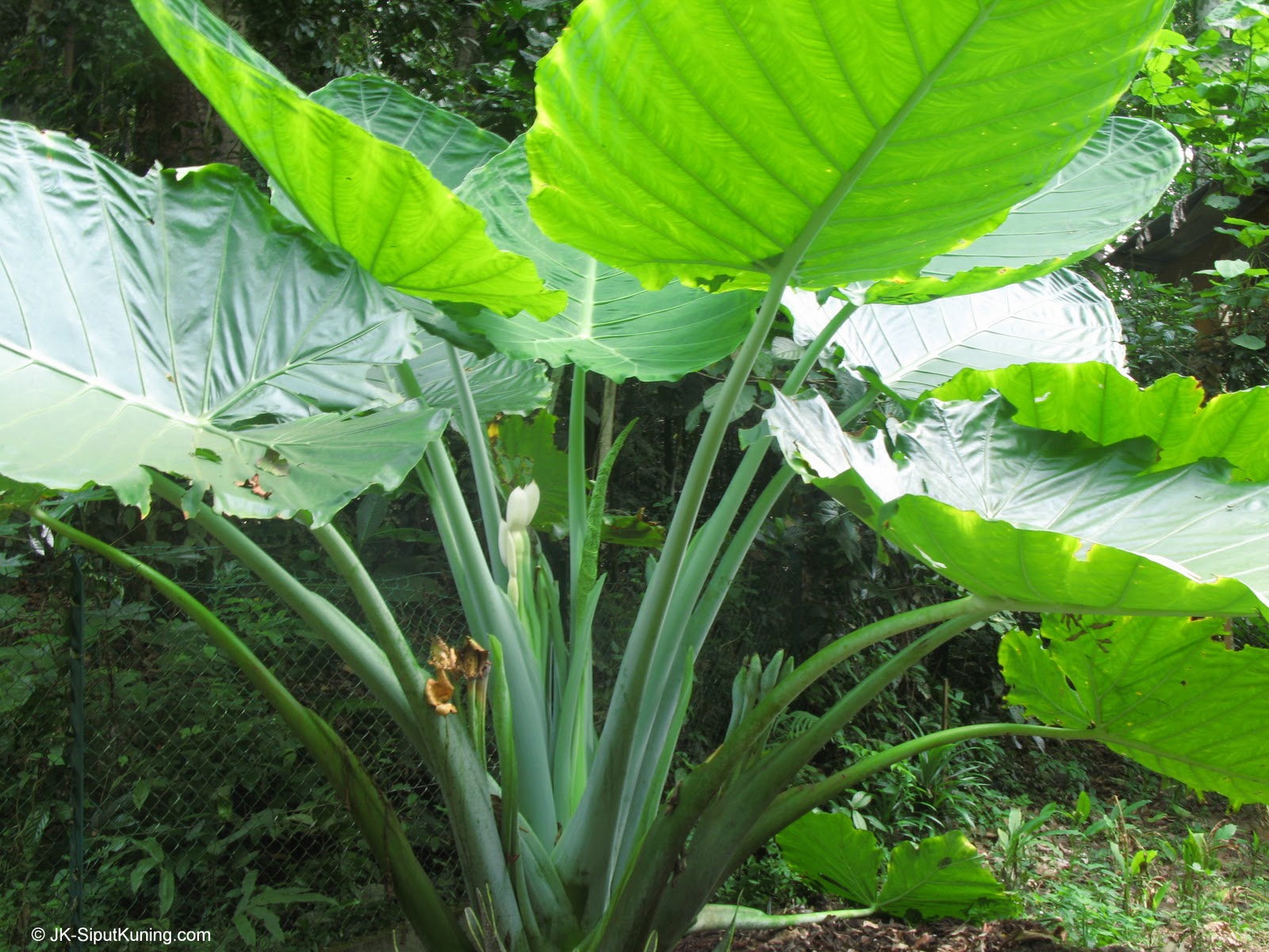 SiputKuning Journal 20101003